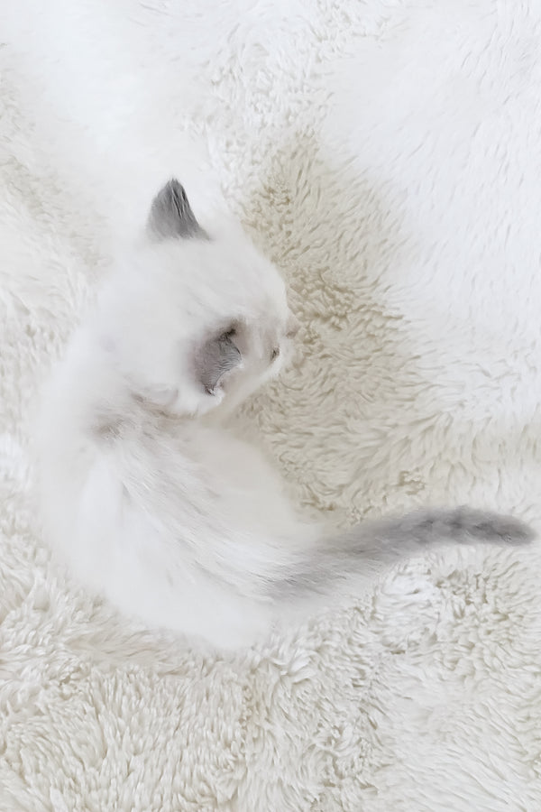 Pearl | Ragdoll Kitten