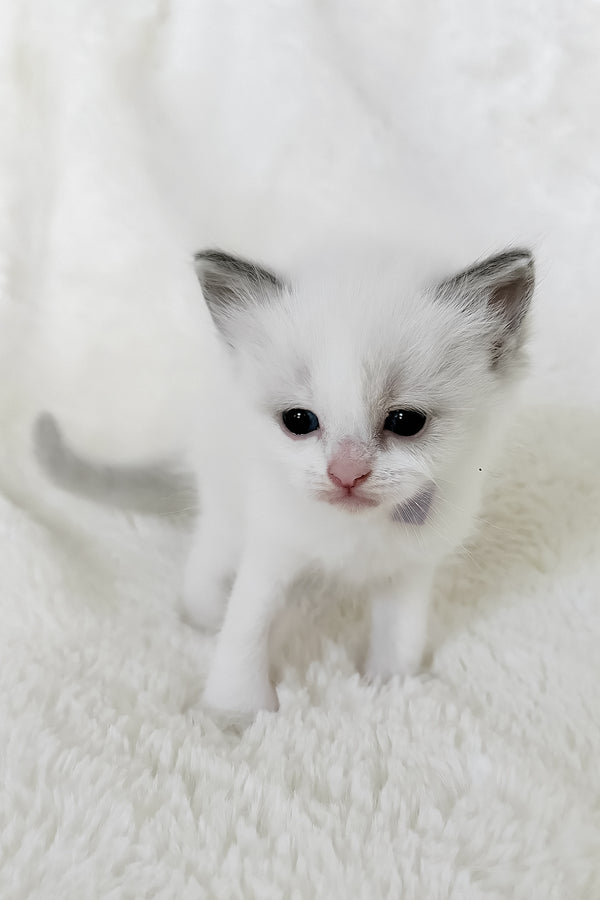 Pearl | Ragdoll Kitten