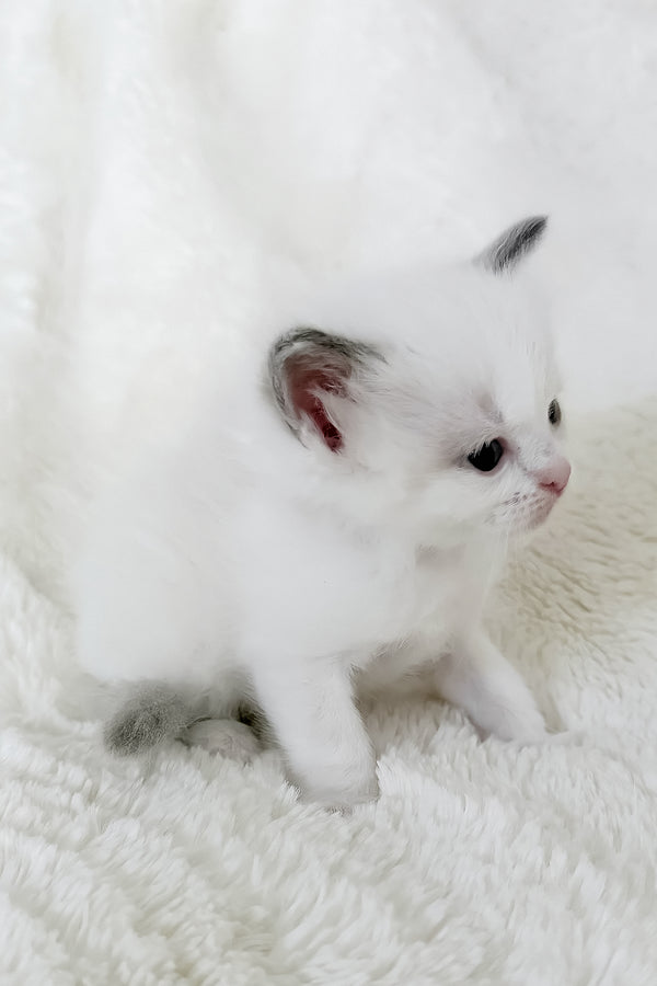 Pearl | Ragdoll Kitten