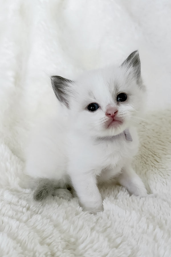 Pearl | Ragdoll Kitten
