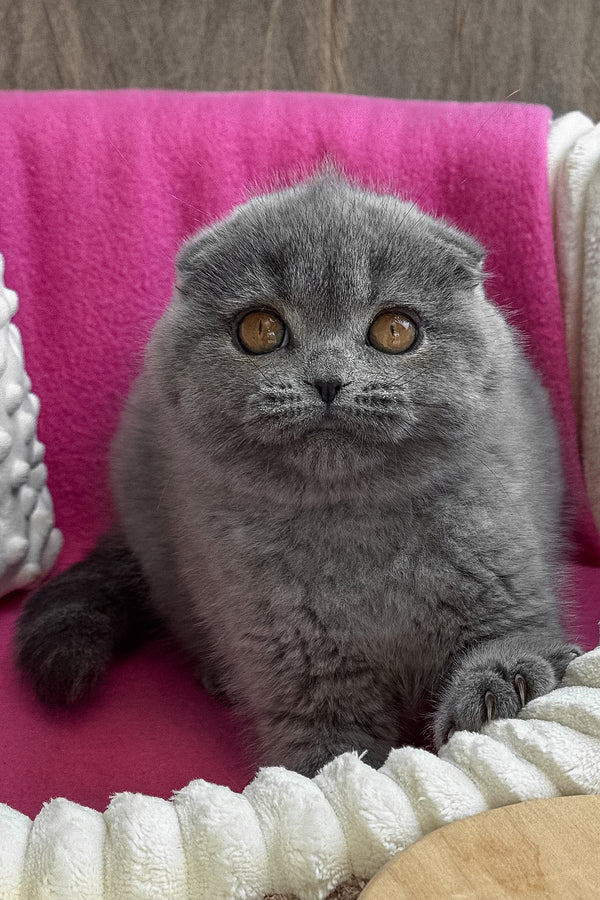 Pearl | Scottish Fold Kitten