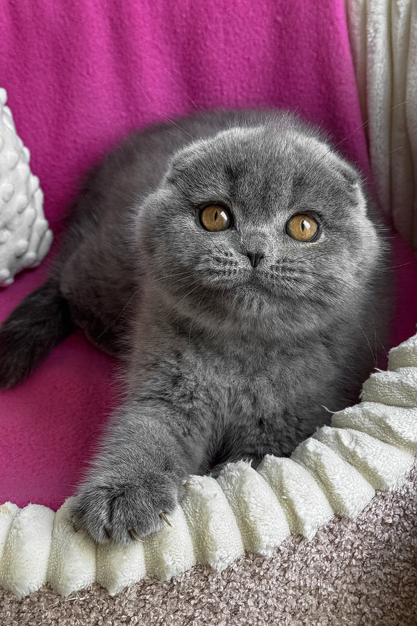 Pearl | Scottish Fold Kitten