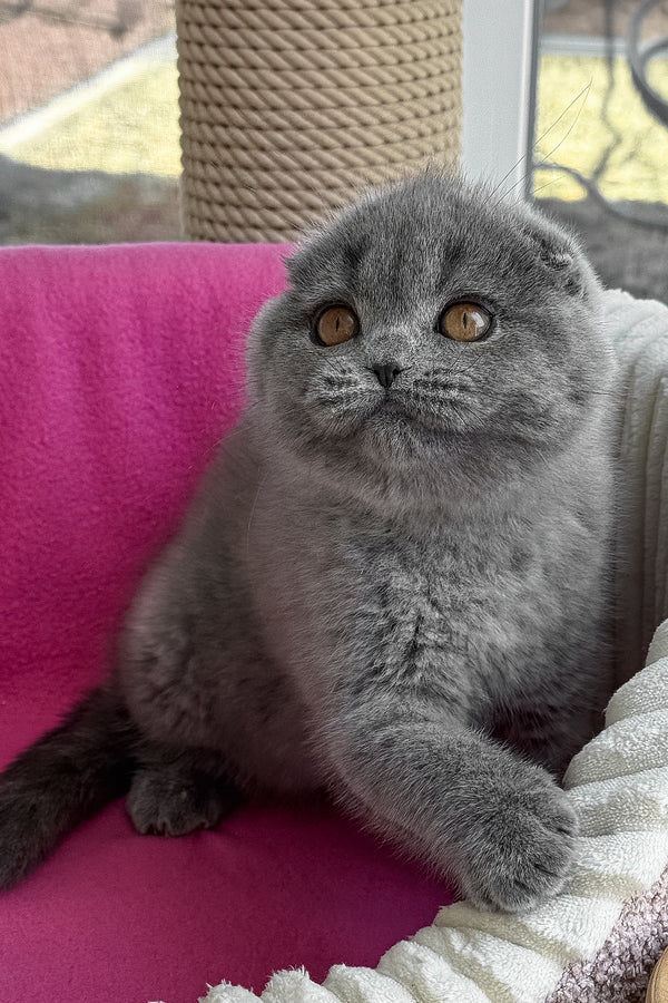 Pearl | Scottish Fold Kitten