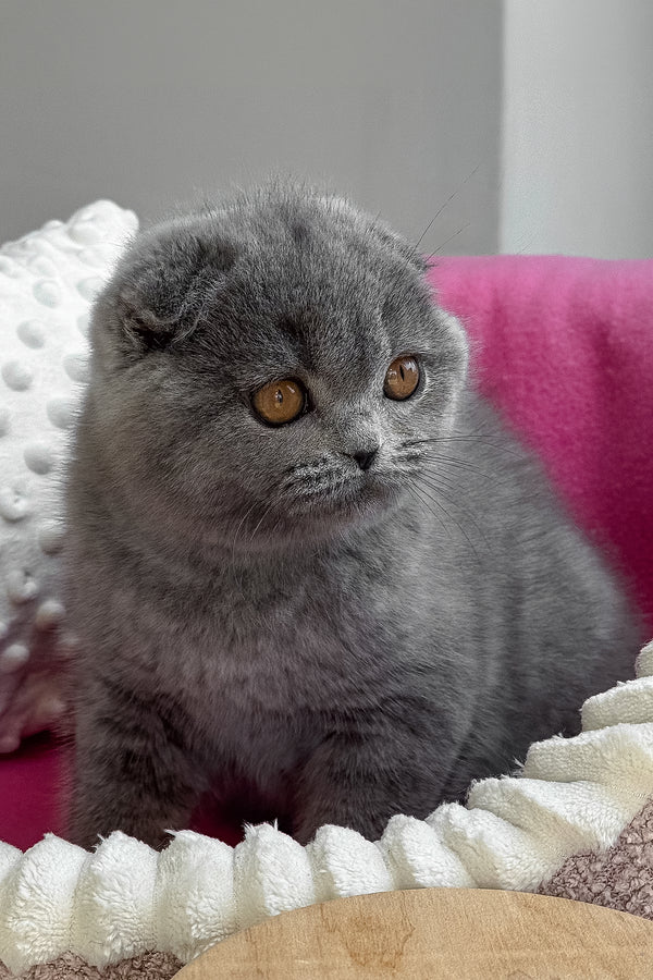 Pearl | Scottish Fold Kitten