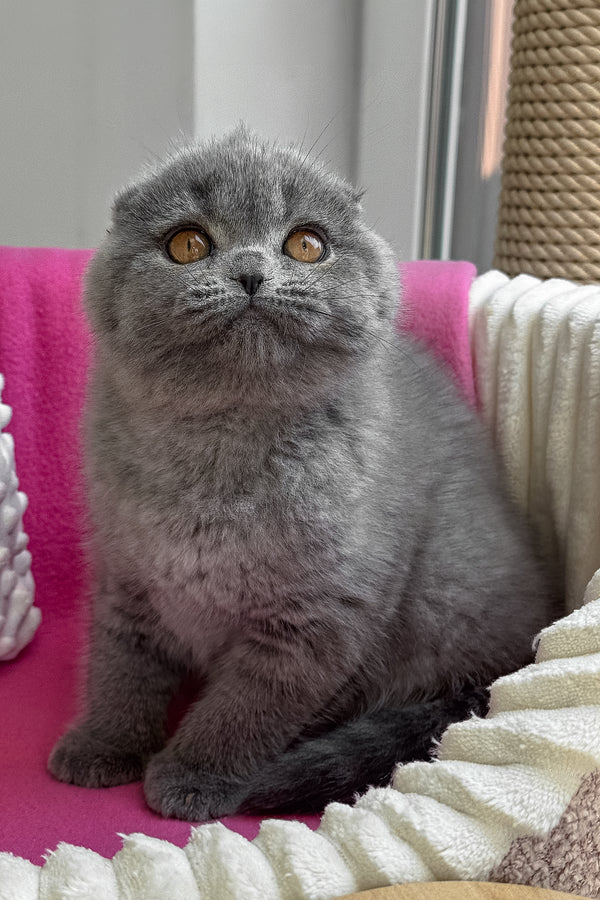 Pearl | Scottish Fold Kitten