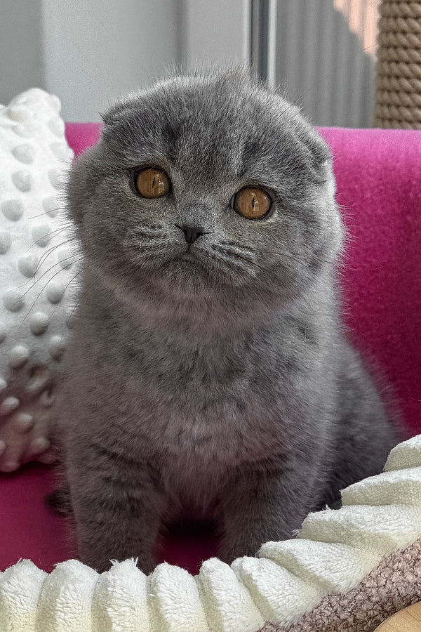 Pearl | Scottish Fold Kitten