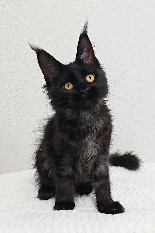 Pebbles | Maine Coon Kitten