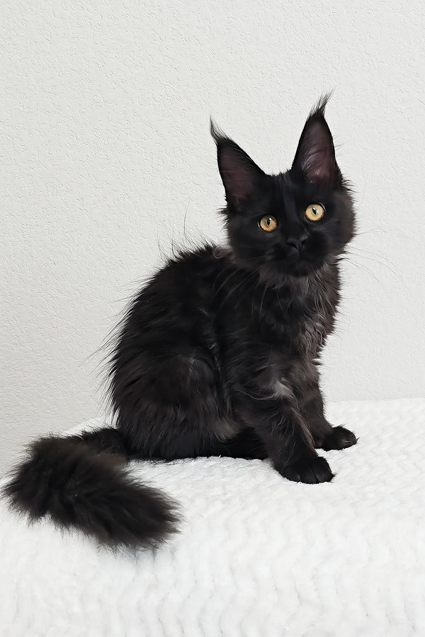 Pebbles | Maine Coon Kitten