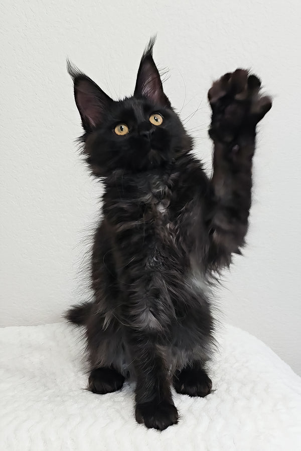 Pebbles | Maine Coon Kitten