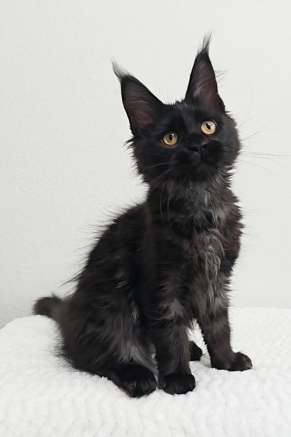 Pebbles | Maine Coon Kitten