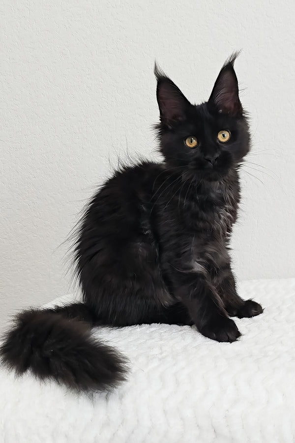 Pebbles | Maine Coon Kitten