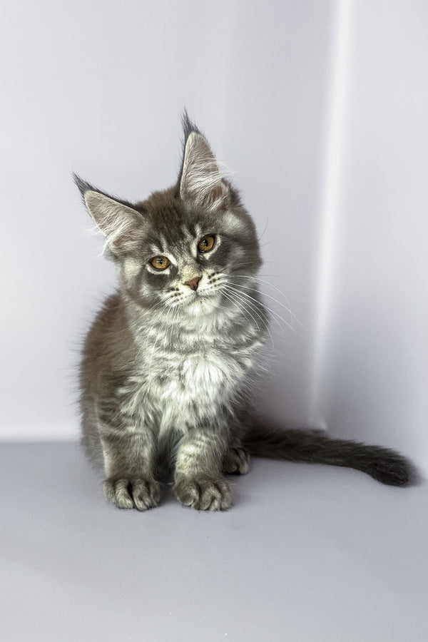 Pegas | Maine Coon Kitten