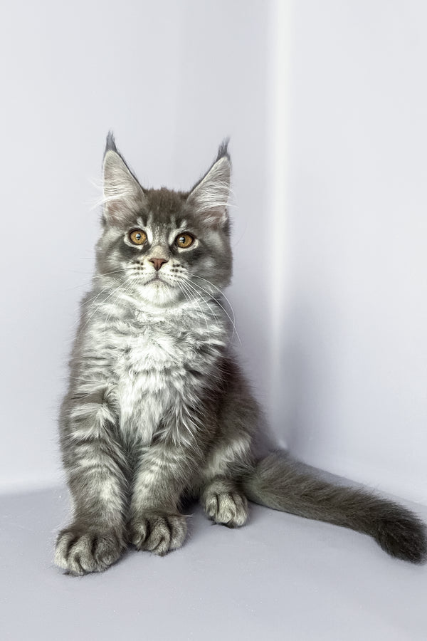 Pegas | Maine Coon Kitten