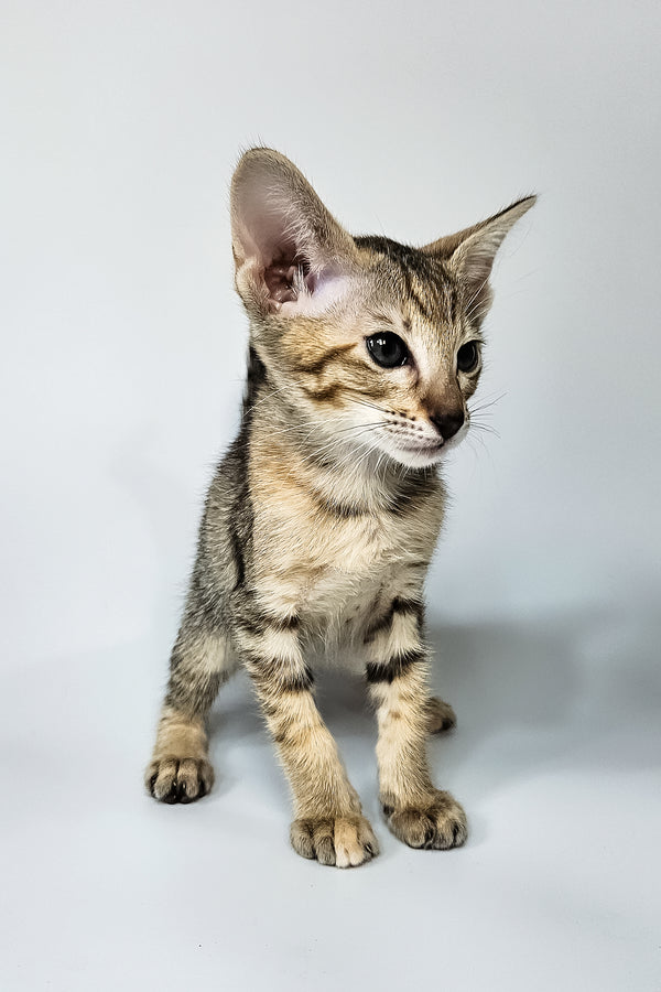 Penny | Oriental Shorthair Kitten