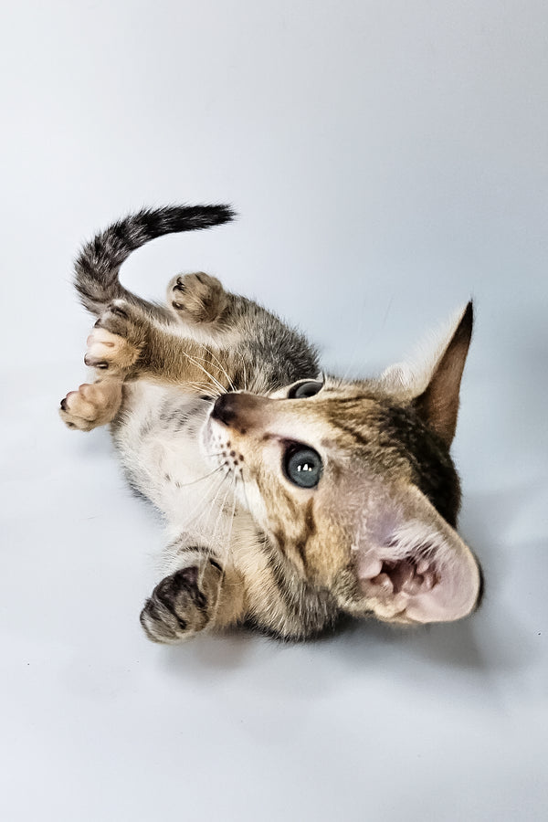 Penny | Oriental Shorthair Kitten