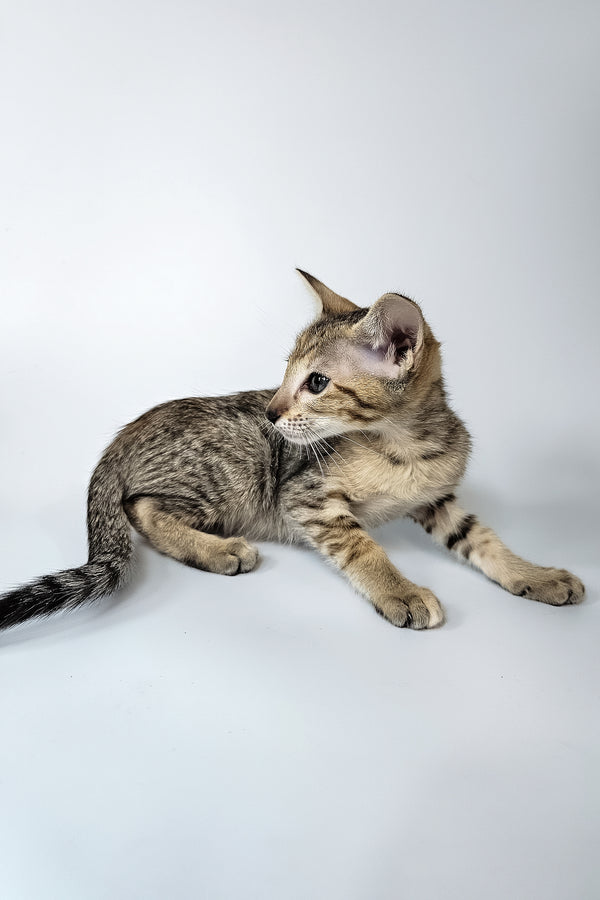 Penny | Oriental Shorthair Kitten