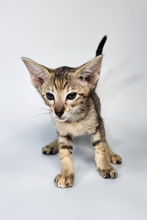 Penny | Oriental Shorthair Kitten