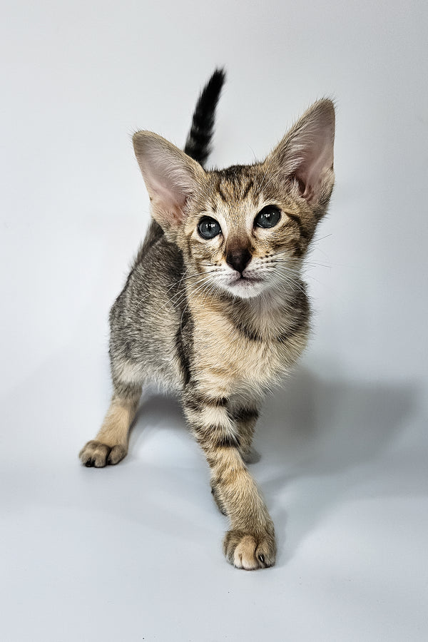 Penny | Oriental Shorthair Kitten