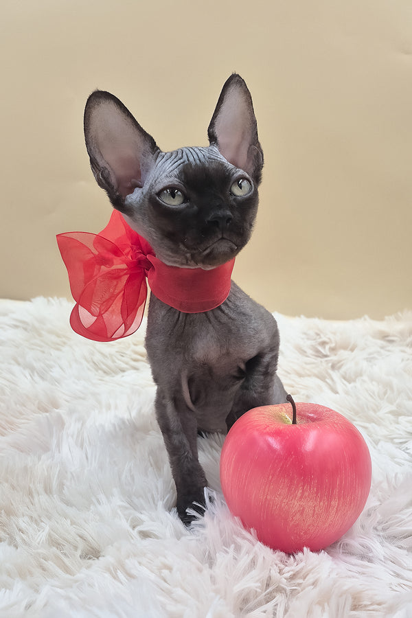 Persik | Canadian Sphynx Kitten