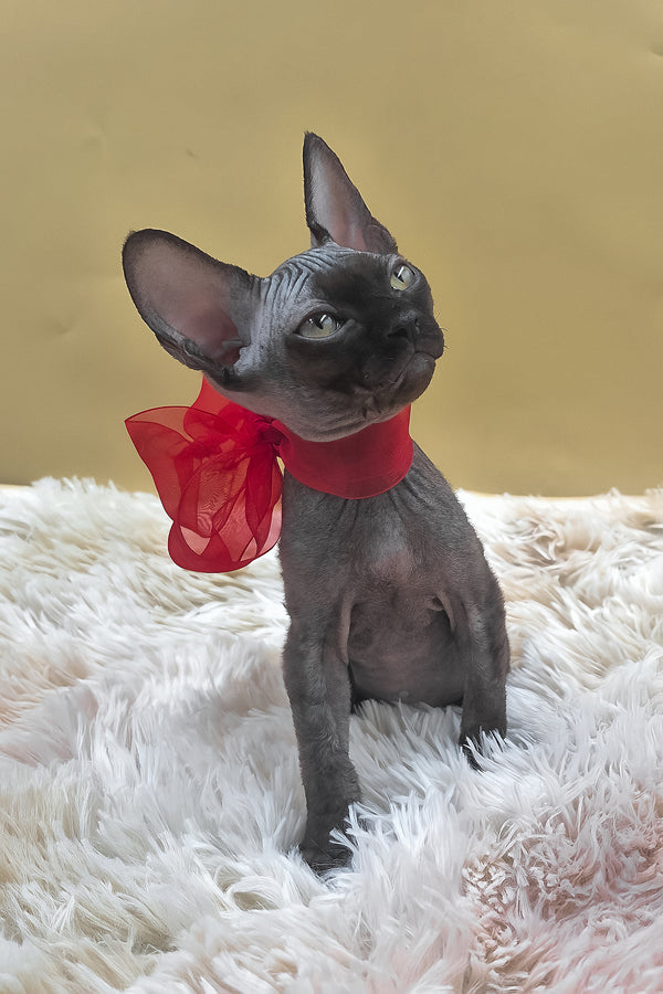 Persik | Canadian Sphynx Kitten
