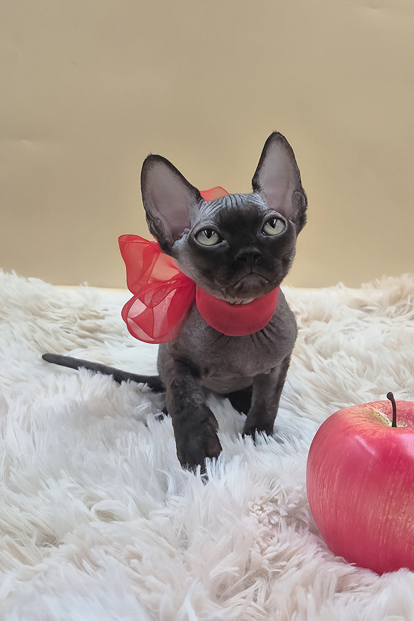 Persik | Canadian Sphynx Kitten
