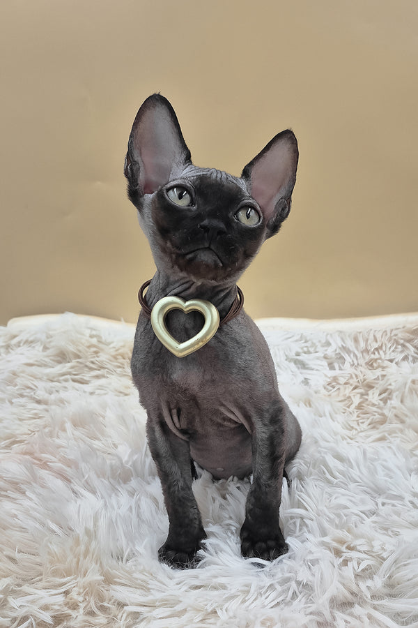 Persik | Canadian Sphynx Kitten