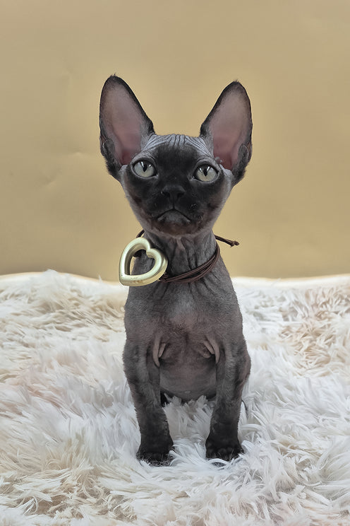 Persik | Canadian Sphynx Kitten