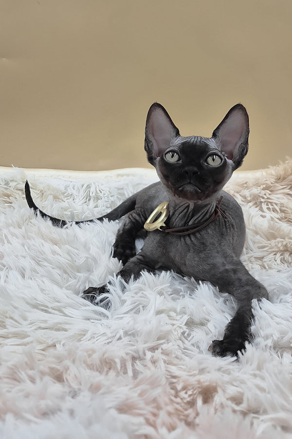 Persik | Canadian Sphynx Kitten