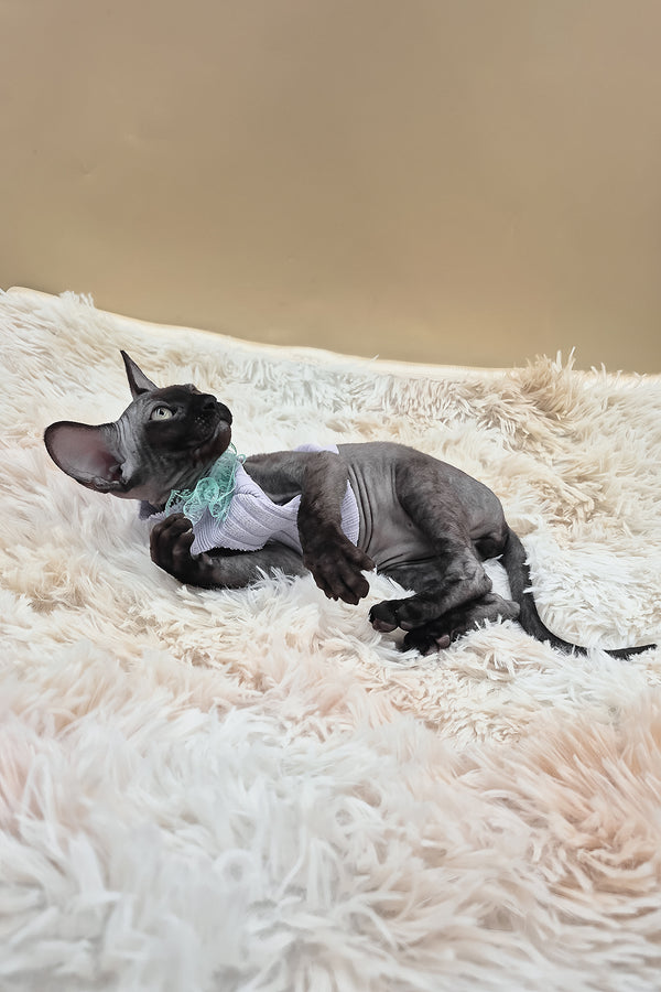 Persik | Canadian Sphynx Kitten