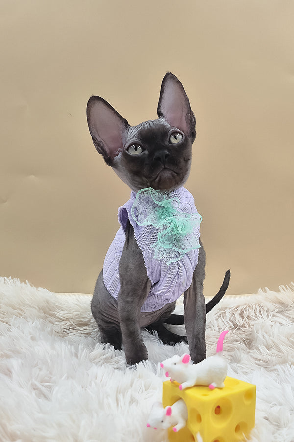 Persik | Canadian Sphynx Kitten
