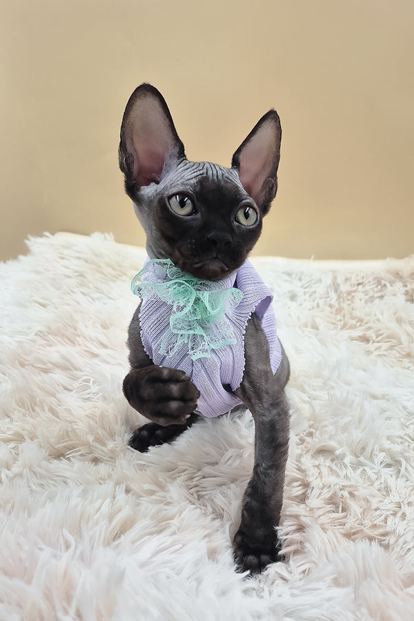 Persik | Canadian Sphynx Kitten