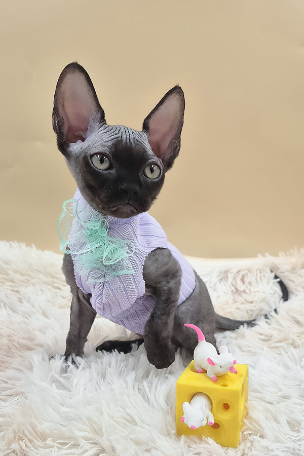 Persik | Canadian Sphynx Kitten