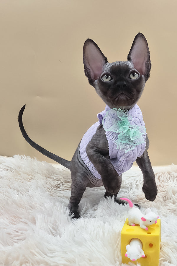 Persik | Canadian Sphynx Kitten