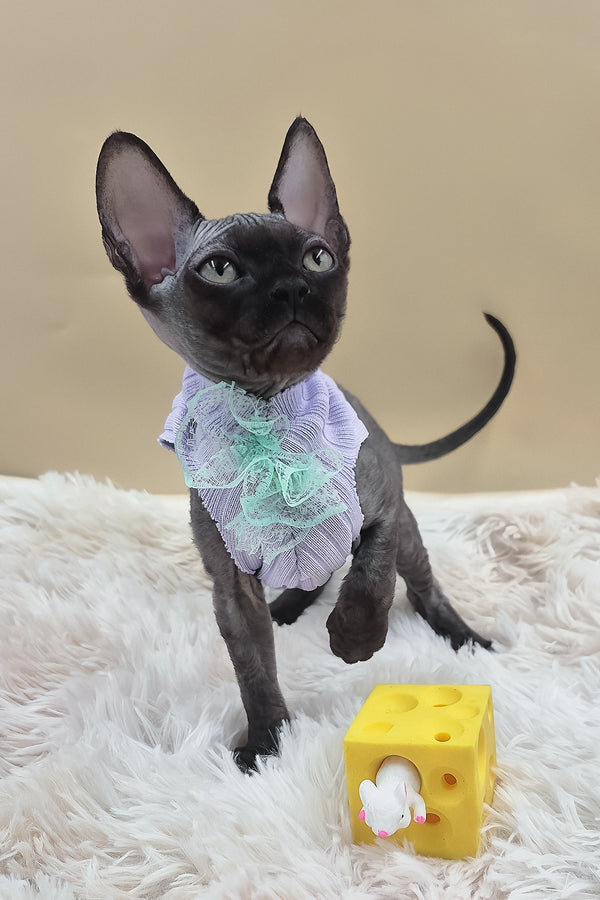 Persik | Canadian Sphynx Kitten