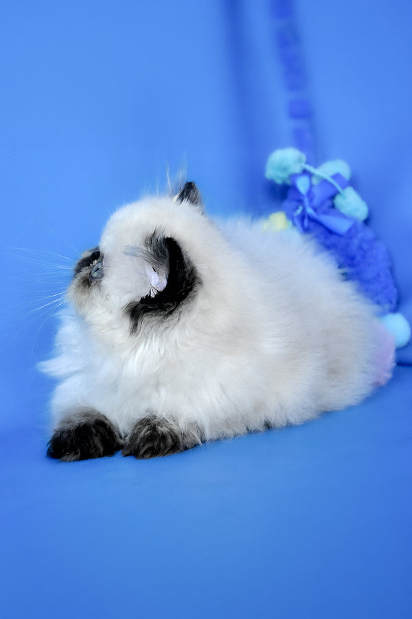 Philadelfia | Persian Kitten