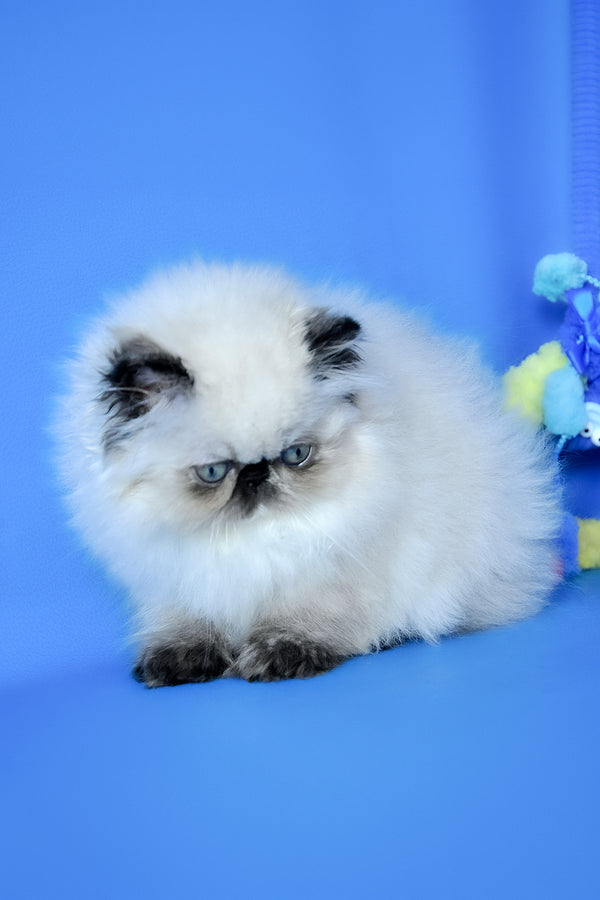Philadelfia | Persian Kitten