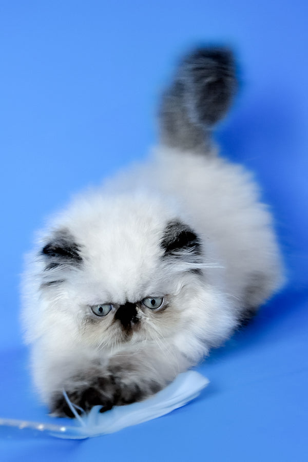Philadelfia | Persian Kitten