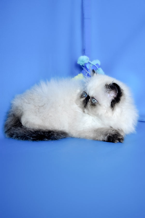 Philadelfia | Persian Kitten
