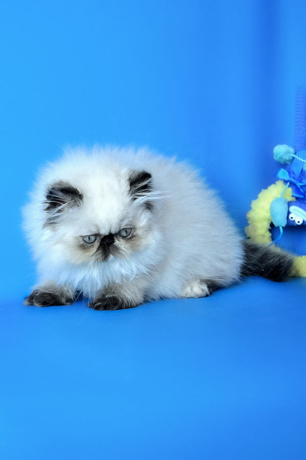 Philadelfia | Persian Kitten