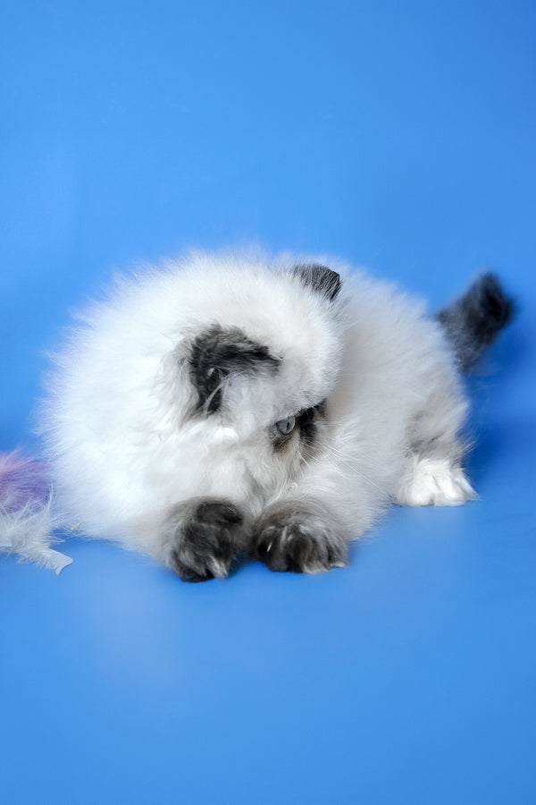 Philadelfia | Persian Kitten