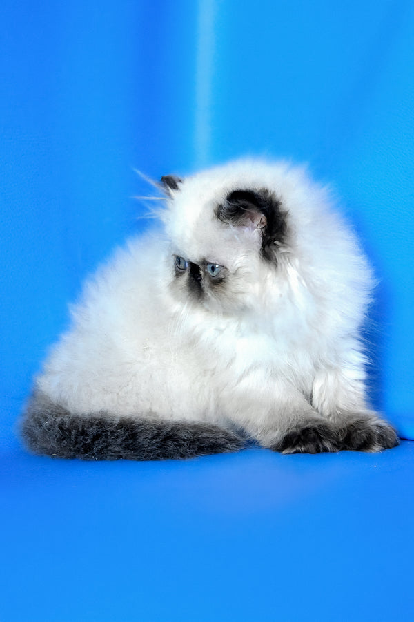 Philadelfia | Persian Kitten
