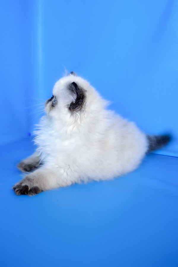 Philadelfia | Persian Kitten