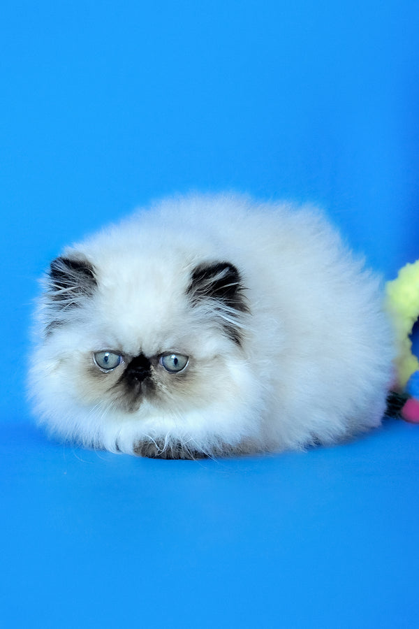 Philadelfia | Persian Kitten