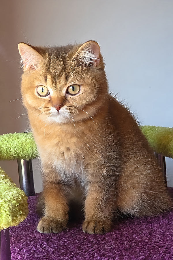Pink | British Shorthair Kitten