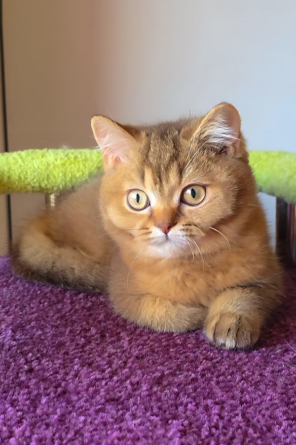 Pink | British Shorthair Kitten
