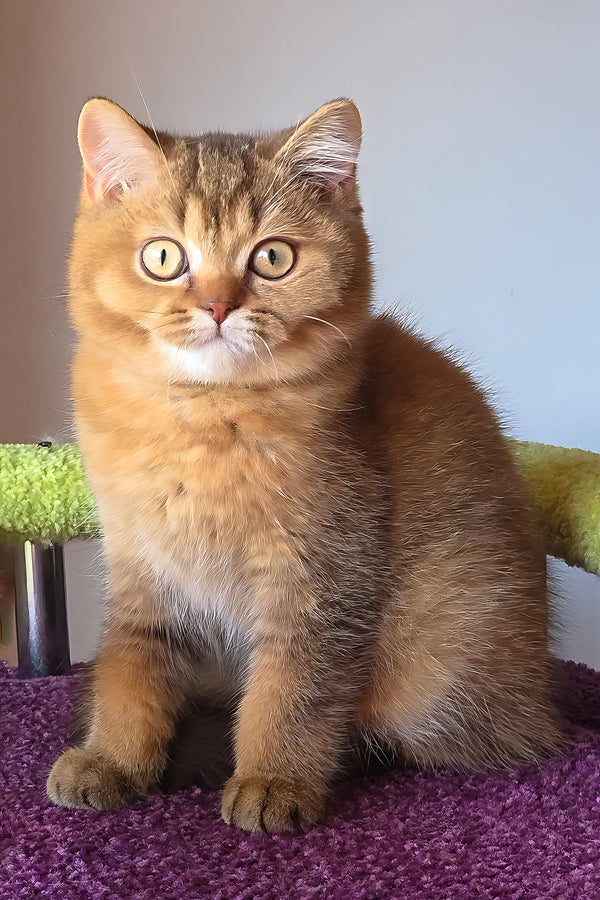 Pink | British Shorthair Kitten