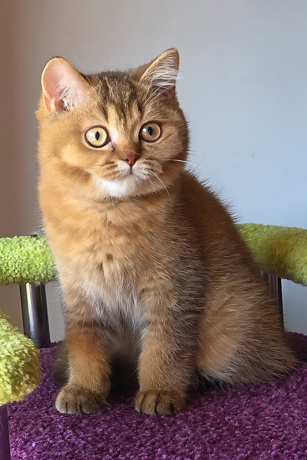 Pink | British Shorthair Kitten