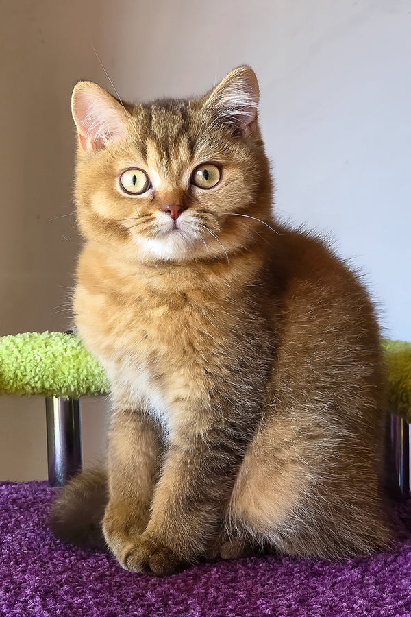 Pink | British Shorthair Kitten
