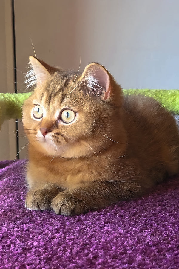 Pink | British Shorthair Kitten