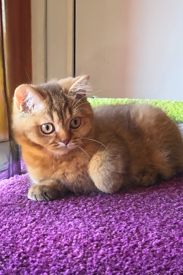 Pink | British Shorthair Kitten